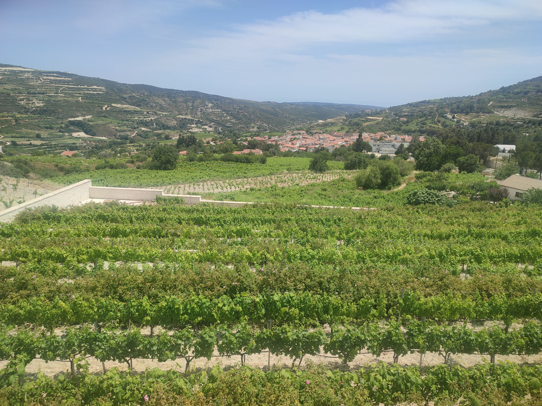 Green vineyards. A village in the background and hills