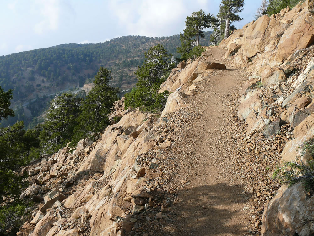 A trail on a rocky slope, black pine trees near.