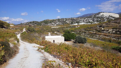 White chapel in vineyards