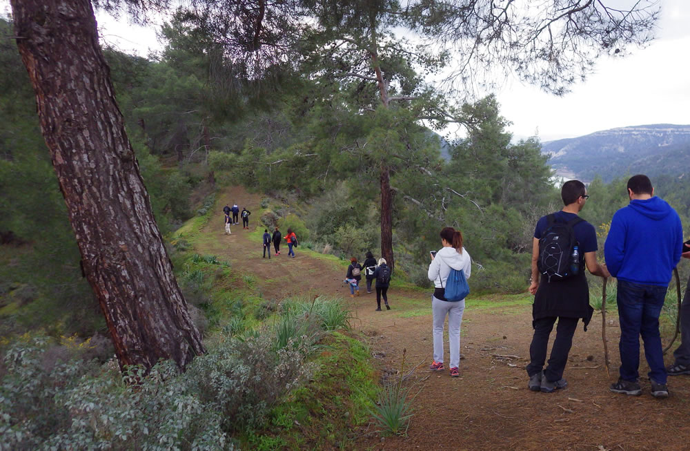 Many casual walkers on a cleared ridge in a pine forest