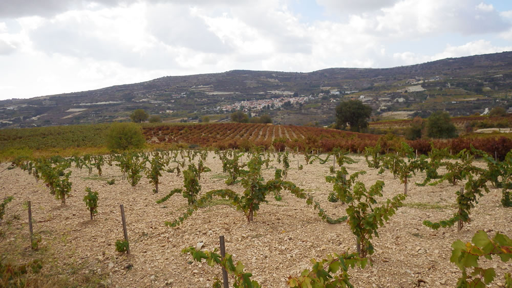 A young vineyard - a hill and village in the background