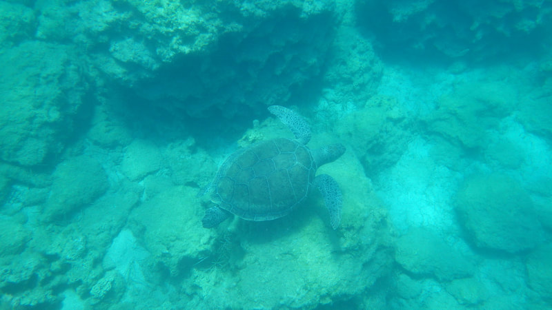 A green sea turtle underwater
